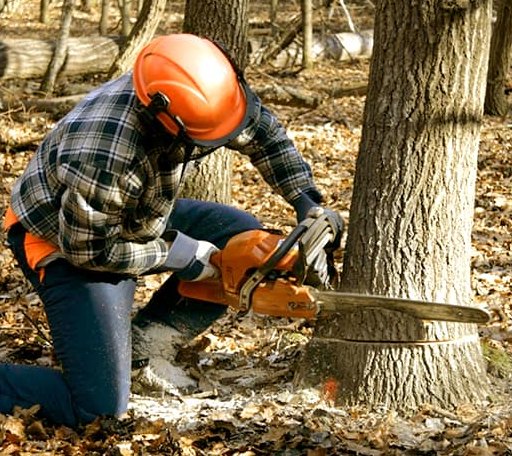 Tree Removal in Pipersville, PA